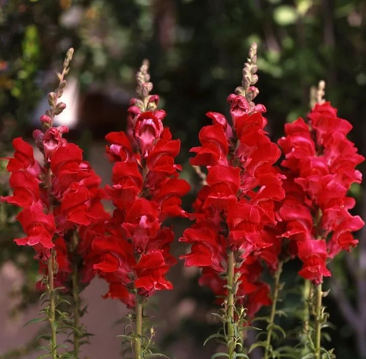Snapdragon Seeds (Free Pot Mixture 100 gm)